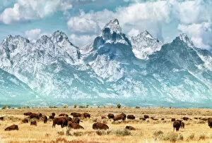 Clouds Gallery: Bison (or Buffalo) below the Grand Teton Mountains
