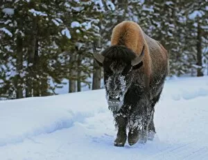 Images Dated 6th January 2017: Bison in the Snow