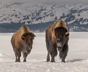 Images Dated 11th February 2015: Bison in snow