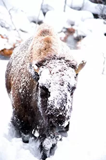 Images Dated 7th February 2017: A Bison Trudges Uphill in Thick Snow with Her Tongue Out