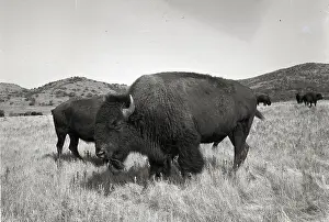 Americana Prints: Bison in Wildlife Refuge