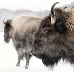 Two Animals Gallery: bison in winter