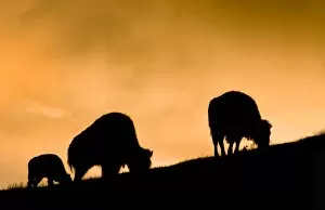 Images Dated 23rd June 2011: Bison, Yellowstone National Park, sunrise silhouette