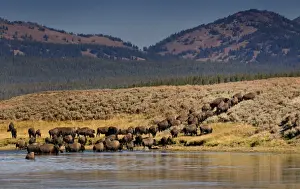 Bison, Yellowstone NP Hayden Valley