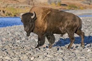 Images Dated 30th September 2011: Bison, Yellowstone NP, Lamar River