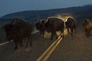 Images Dated 12th May 2017: Bisons herd crossing road before dawn, Yellowstone National Park, Wyoming, USA