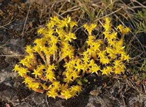 Succulent Plant Gallery: Biting Stonecrop or Goldmoss Stonecrop (Sedum acre), Bavaria, Germany, Europe