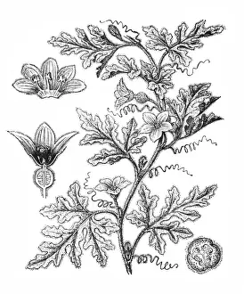 Bitter apple (Citrullus colocynthis)