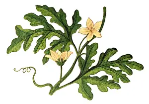 Bitter apple (Citrullus colocynthis)
