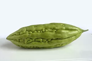 Images Dated 24th April 2012: Bitter cucumber