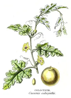 Bitter cucumber botanical engraving 1857