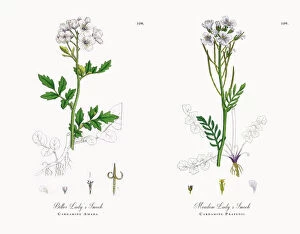 Images Dated 16th November 2017: Bitter Ladya┬Ç┬Ös Smock, Cardamine Amara, Victorian Botanical Illustration, 1863