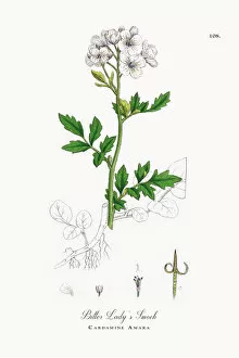Images Dated 27th September 2017: Bitter Ladya┬Ç┬Ös Smock, Cardamine Amara, Victorian Botanical Illustration, 1863