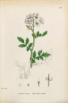 Images Dated 19th January 2017: Bitter Ladyas Smock, Cardamine Amara, Victorian Botanical Illustration, 1863