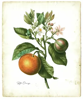 Bitter orange fruit illustration 1819
