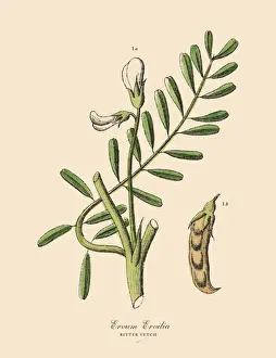 Alfalfa Prints: Bitter Vetch, Legumes, Victorian Botanical Illustration