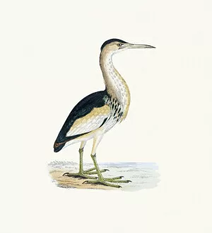 The History of British Birds by Morris Gallery: Bittern bird 19 century illustration
