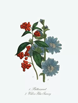 Images Dated 7th July 2016: Bittersweet and Blue Succory Victorian Botanical Illustration