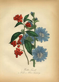 Images Dated 7th July 2016: Bittersweet and Blue Succory Victorian Botanical Illustration