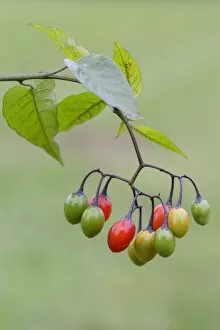 Images Dated 8th October 2014: Bittersweet Nightshade -Solanum dulcamara-