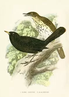 Images Dated 16th March 2017: Blacbird and thrush bird engraving 1896