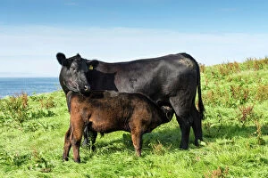 Bovid Gallery: Black Aberdeen Angus calf suckling, with cow, Caithness, Scotland, United Kingdom, Europe