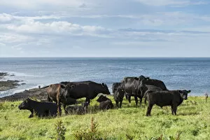 Black Aberdeen Angus cattle grazing on a pasture on the north coast of Scotland, Caithness, Scotland, United Kingdom