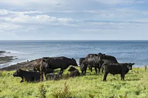 Cattle Prints: Black Aberdeen Angus cattle grazing on a pasture on the north coast of Scotland