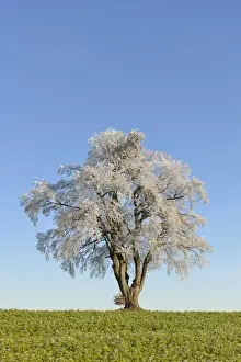 Birch Tree Prints: Black alder, European alder -Alnus glutinosa- covered with hoarfrost