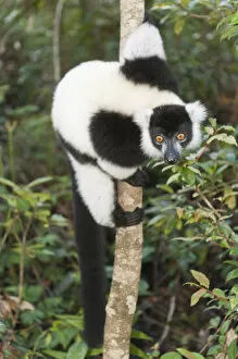 Images Dated 15th May 2013: Black-and-white Ruffed Lemur -Varecia variegata-, clinging to a thin tree trunk, Vakona Park