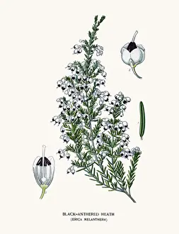 Black anthered heath flower