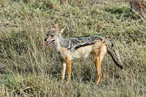 Images Dated 24th July 2014: Black-backed Jackal -Canis mesomelas-, Msai Mara National Reserve, Kenya