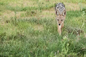 Images Dated 3rd February 2017: The black-backed jackal (Canis mesomelas) is a canid native to two areas of Africa