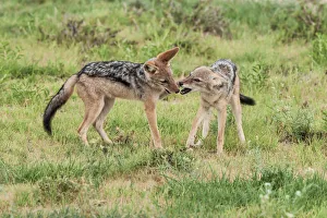 Images Dated 3rd February 2017: The black-backed jackal (Canis mesomelas) is a canid native to two areas of Africa