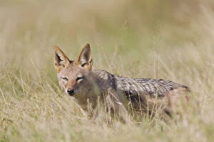 South African Gallery: Black-backed jackal -Canis mesomelas- at Addo Elephant Park, South Africa