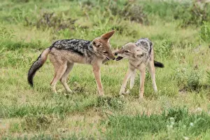 Countries Prints: The black-backed jackal (Canis mesomelas) is a canid native to two areas of Africa