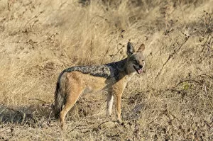 Black-backed jackal -Canis mesomelas- with prey guinea fowl, Etosha National Park, Namibia