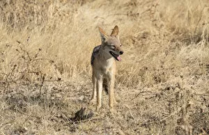 Images Dated 22nd August 2012: Black-backed jackal -Canis mesomelas- with prey guinea fowl, Etosha National Park, Namibia