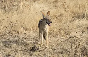 Jackal Prints: Black-backed jackal -Canis mesomelas- with prey guinea fowl, Etosha National Park, Namibia