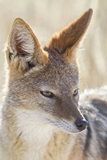 Animal Portrait Gallery: Black-backed jackal -Canis mesomeles-, Etosha National Park, Namibia, Africa