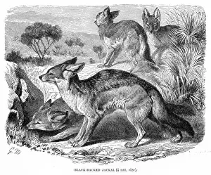 Jackal Prints: Black backed jackal engraving 1894