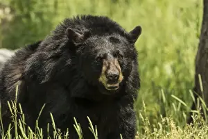 Animal Pics Prints: Black Bear