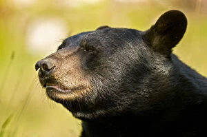 Images Dated 4th September 2009: Black Bear