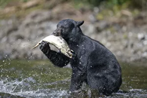 America Gallery: Black Bear and Chum Salmon, Alaska