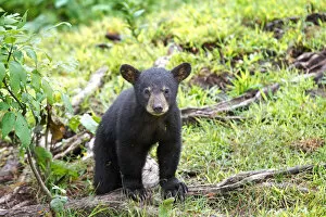 Images Dated 27th July 2014: Black bear cub