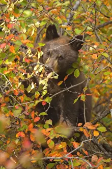 Prints of A black bear cub in Grand Teton National Park, Wyoming Nature's Majesty: Grand Teton National Park's breathtaking beauty captured: Black Bear Cub