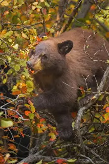 Prints of A black bear cub in Grand Teton National Park, Wyoming Nature's Majesty: Grand Teton National Park's breathtaking beauty captured: Black Bear Cub