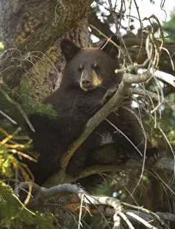 Prints of A black bear cub in Grand Teton National Park, Wyoming Nature's Majesty: Grand Teton National Park's breathtaking beauty captured: Black Bear Cub