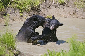 Images Dated 13th June 2010: Black Bear Cubs Playing