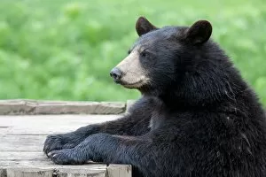Black bear picnic